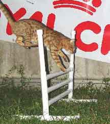 Do Dogs Or Cats Toilet Train Quicker Do Dogs Or Cats Toilet Train Quicker